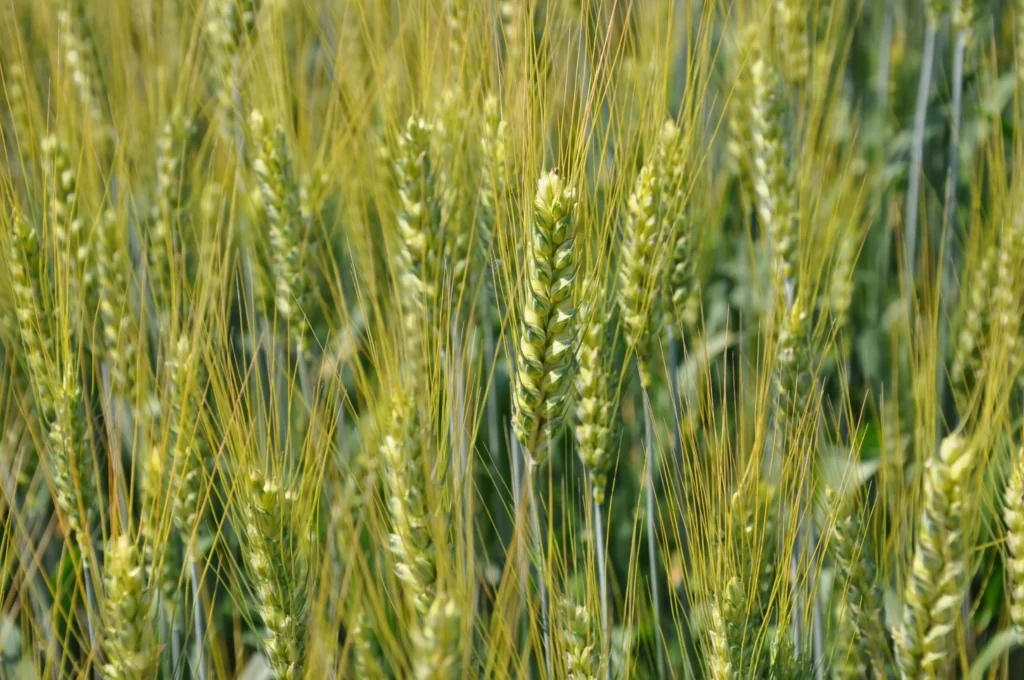 grau de primavara jarissa